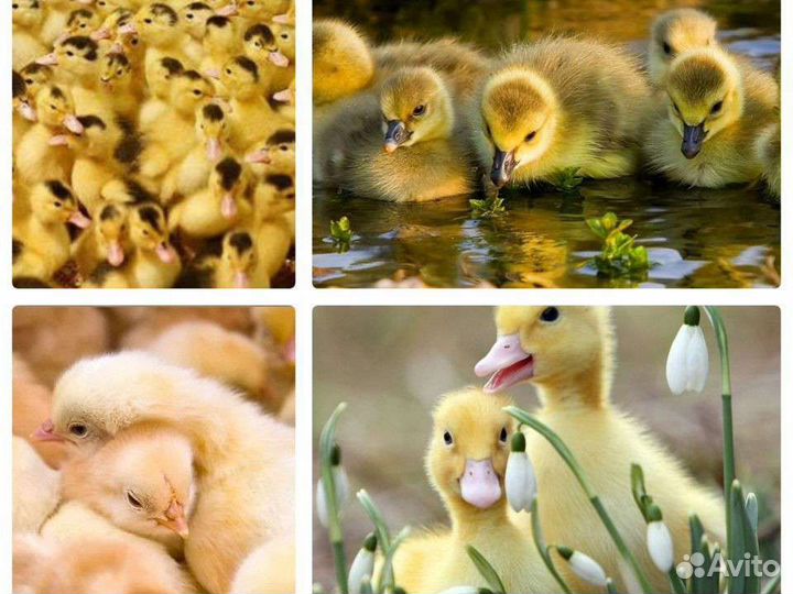 Молодняк птицы
