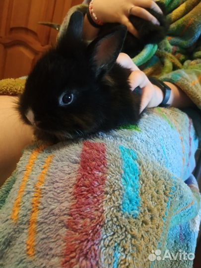 Кролик декоративный карликовый