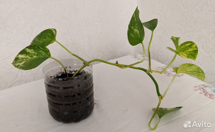 Комнатные растения