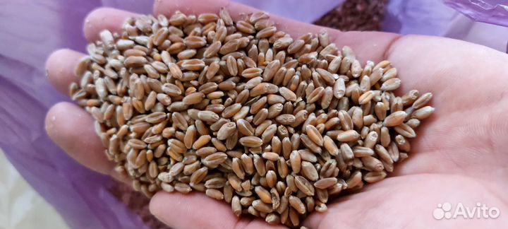 Зерно пшеница