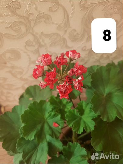 Герань пеларгония розебудная