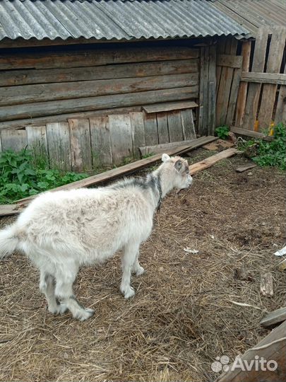 Продам козу