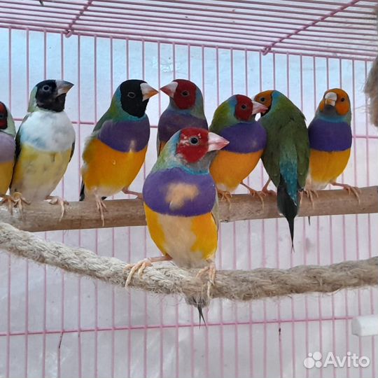 Амадины гульда