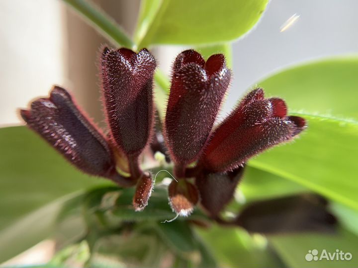 Эсхинантус