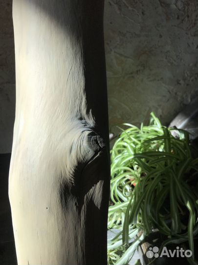 Дерево интерьерное