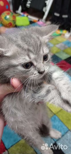 Мама котят шотландка