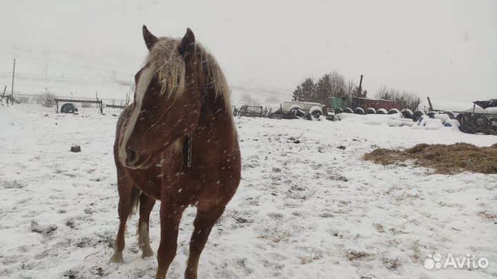 Продам Коней