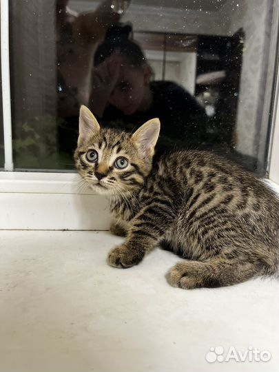 Котенок шотландский помесь