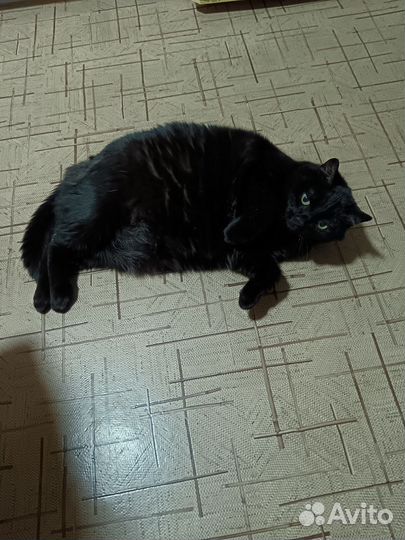 Черная кошка