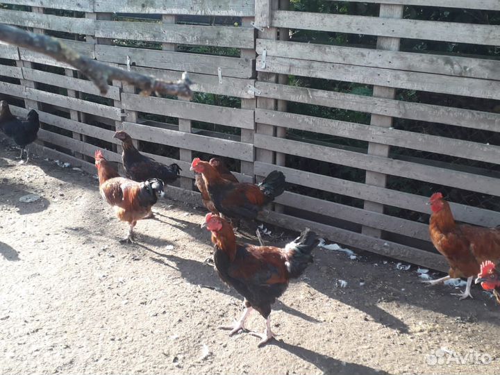 Петушки домашние