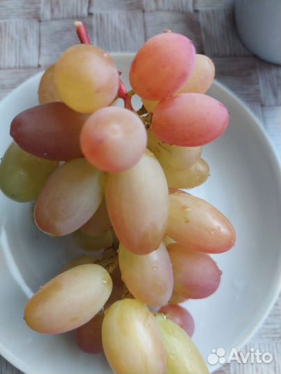 Саженцы винограда