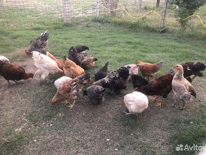Куры домашние