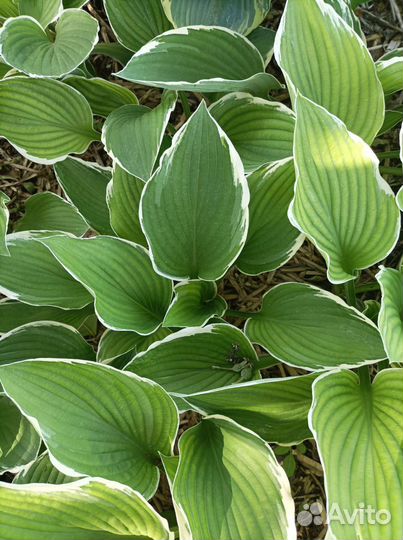 Хоста (многолетник)