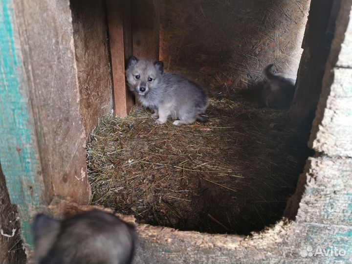 Щенки западно сибирской лайки