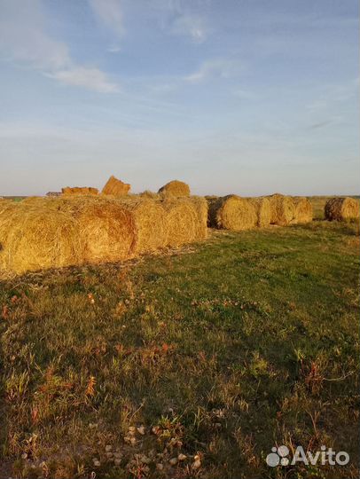 Продам сено в рулонах
