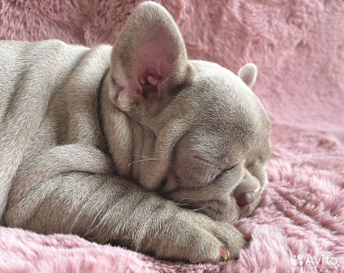 Французский бульдог Isabella Newshade