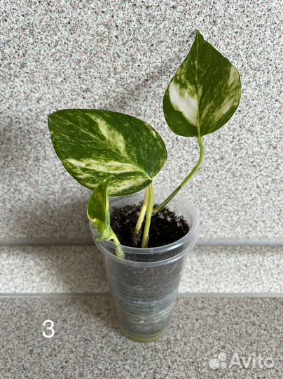 Сциндапсус (эпипремнум)