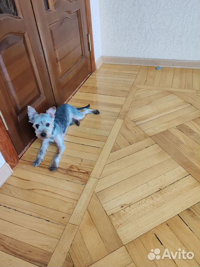 Йоркширский терьер