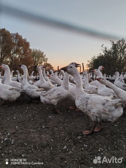 Гуси на племя и на мясо