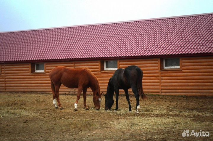 Постой лошадей