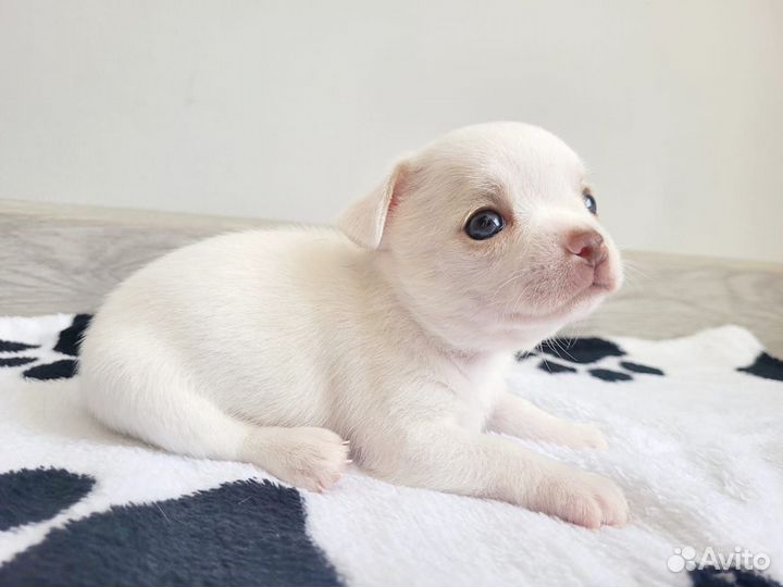 Щенки чихуахуа