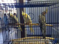 Попугаи канарейки