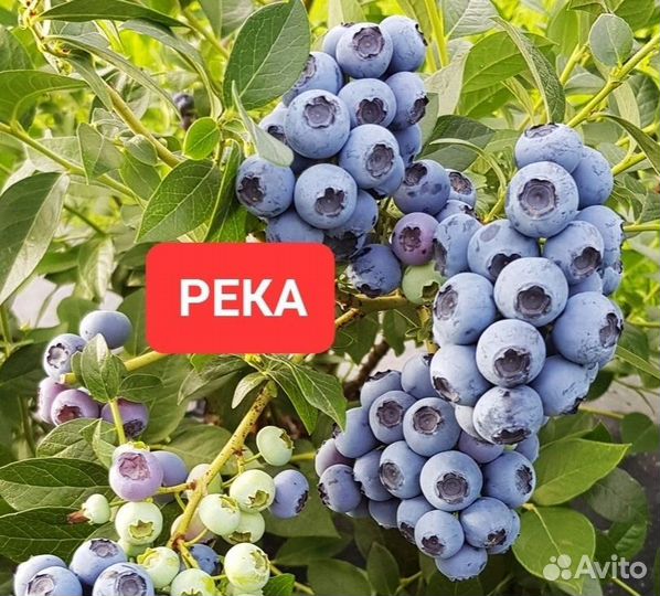 Саженцы голубики