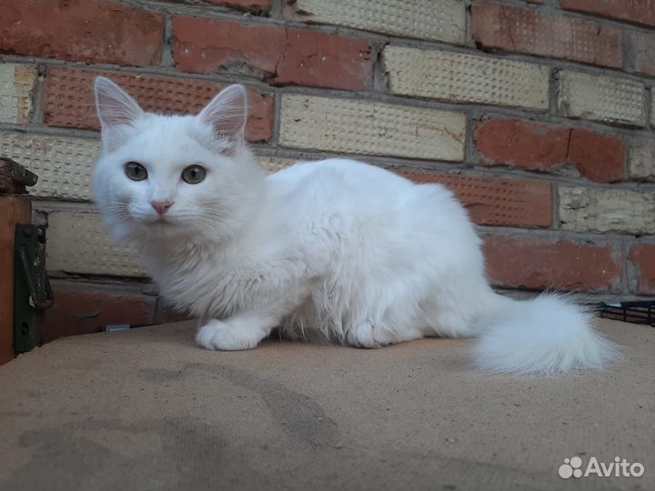 Турецкая ангора