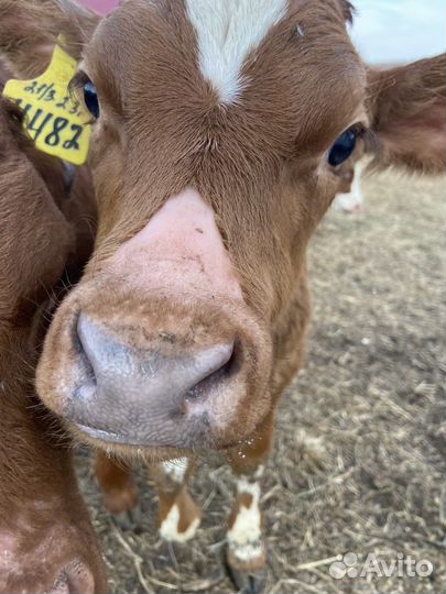 Телята бычки сементалы