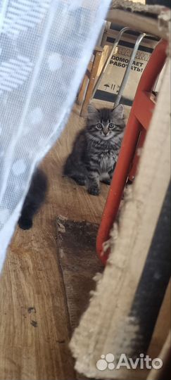 Котята в добрые руки 5 месяцев