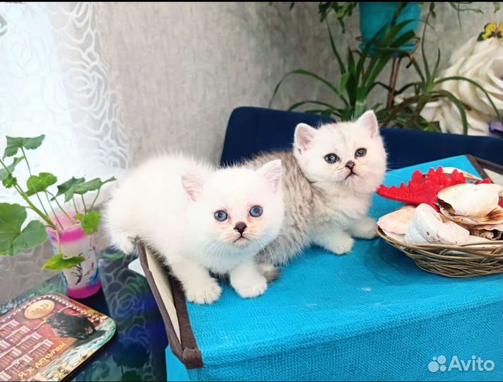 Котята Британской Серебристой Шиншиллы