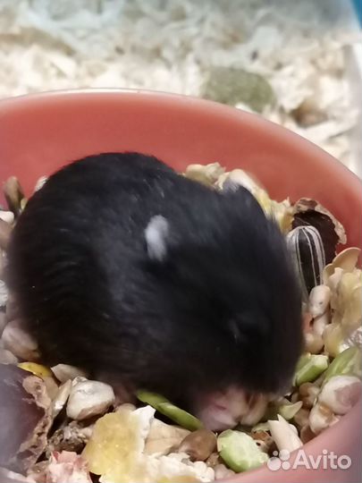 Чёрные Джунгарики