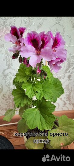 Комнатные цветы