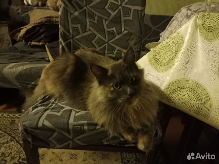 Кошки в добрые руки