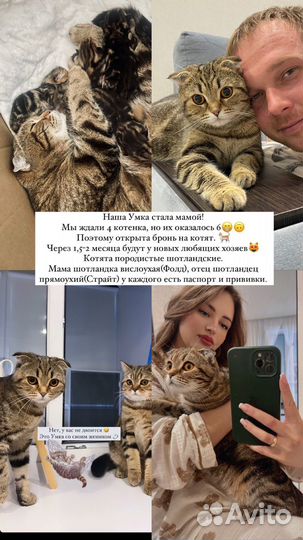 Шотландские котята