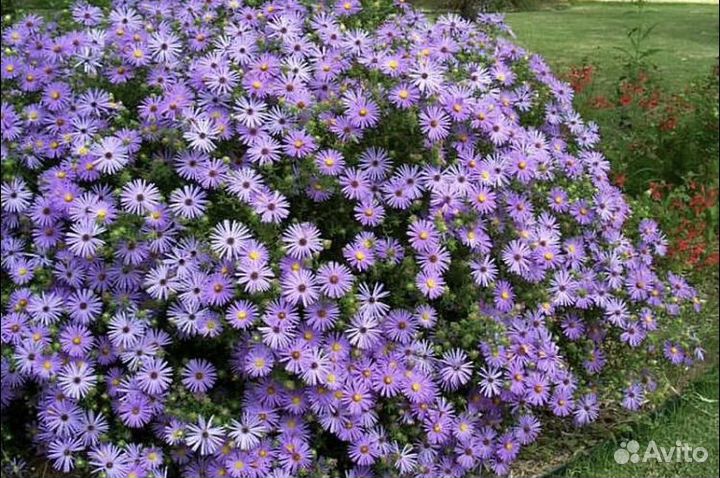 Сентябринки