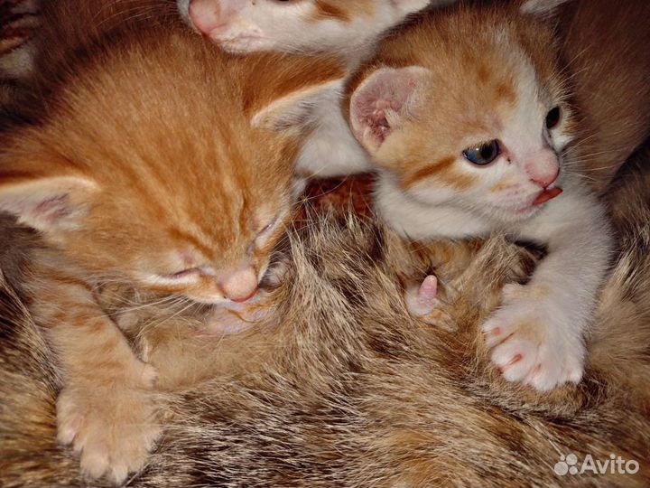 Котята в добрые руки