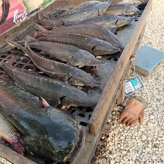 Царская рыба