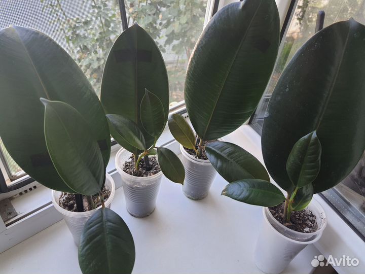 Фикус Эластика 