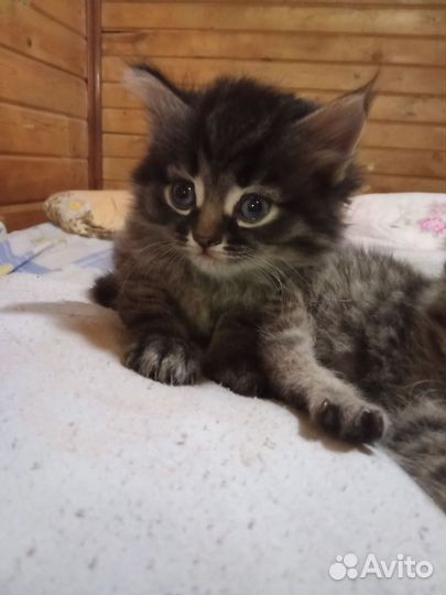 Котята