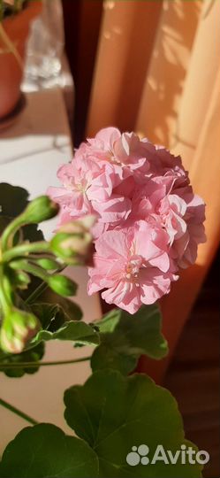 Пеларгония