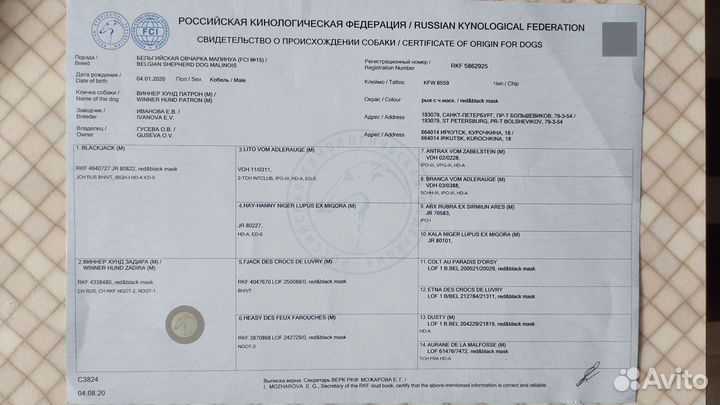 Щенки бельгийской овчарки малинуа
