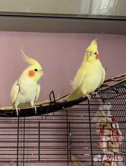 Пара корелл