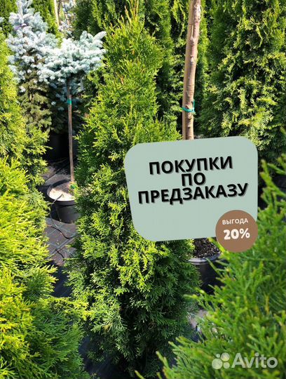 Туи в ассортименте: Колумна, Брабант, Смарагд