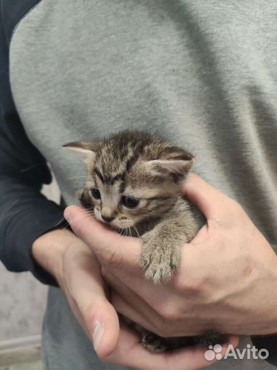 Шотландские вислоухие котята