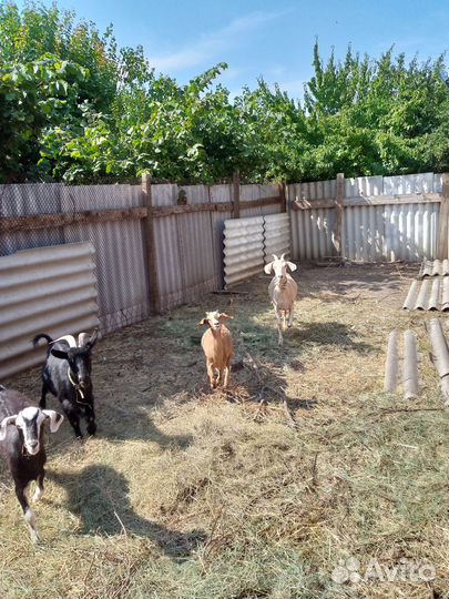Продам козу и козла