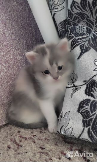 Котята пушистики