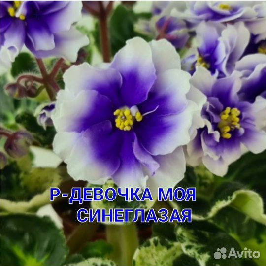 Фиалка новинки