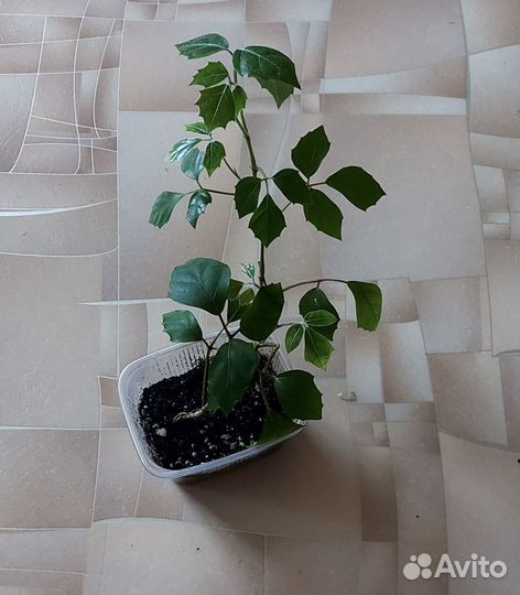 Комнатные цветы. 2