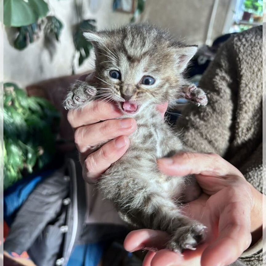 Полосатые котята в добрые руки